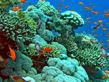 Sharm el Sheikh